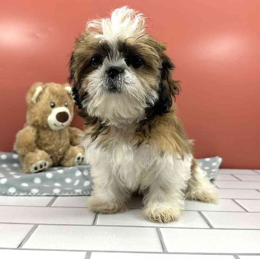 carousel pet images
