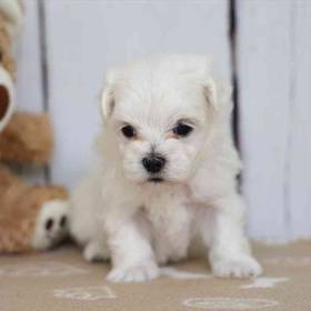 Maltese
