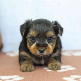Yorkie