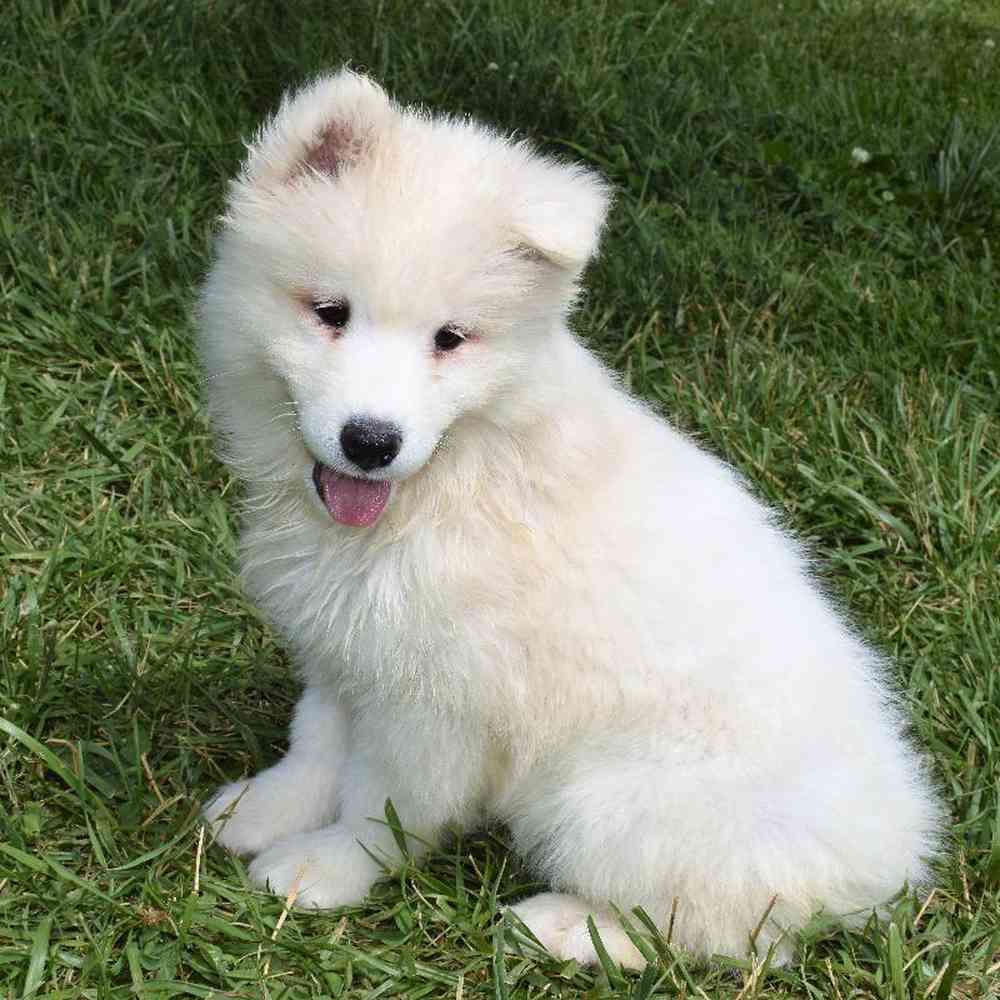 Female Samoyed Puppy for sale