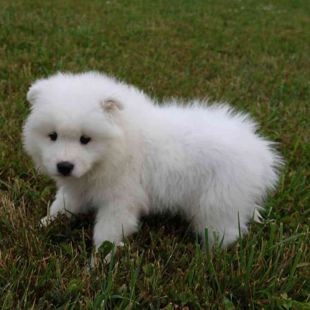 Male Samoyed Puppy for Sale in Millersburg, IN