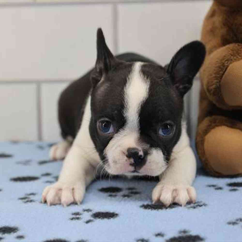 pet-img