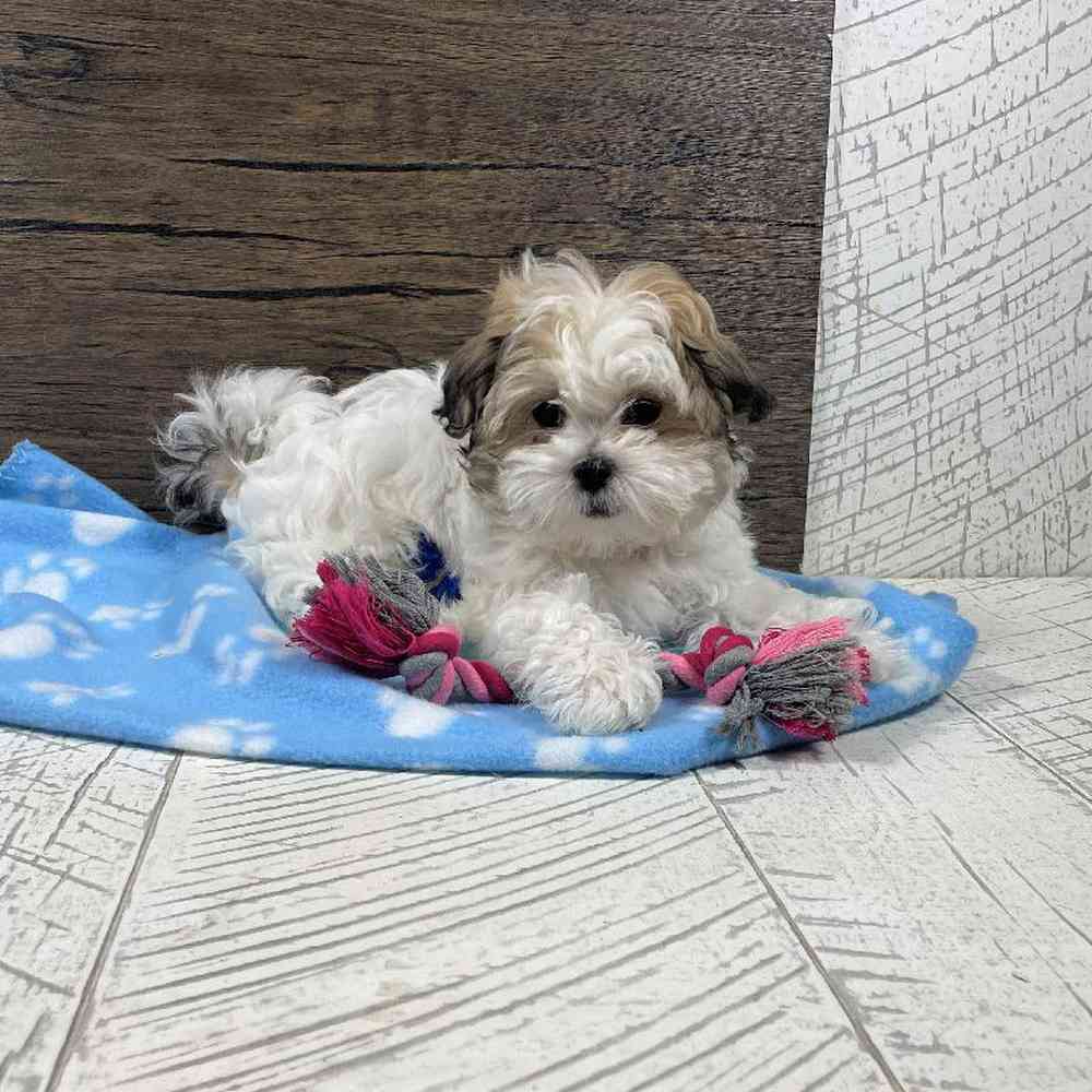 carousel pet images