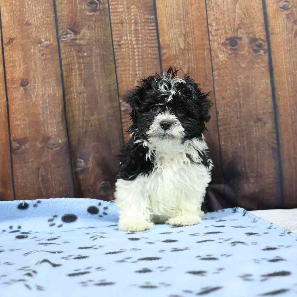 Male Havanese Puppy for Sale in Millersburg, IN