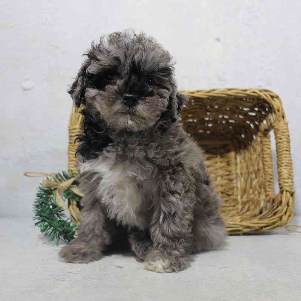 carousel pet images
