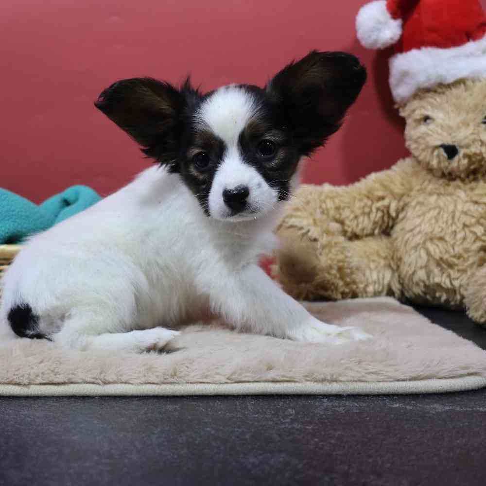 carousel pet images