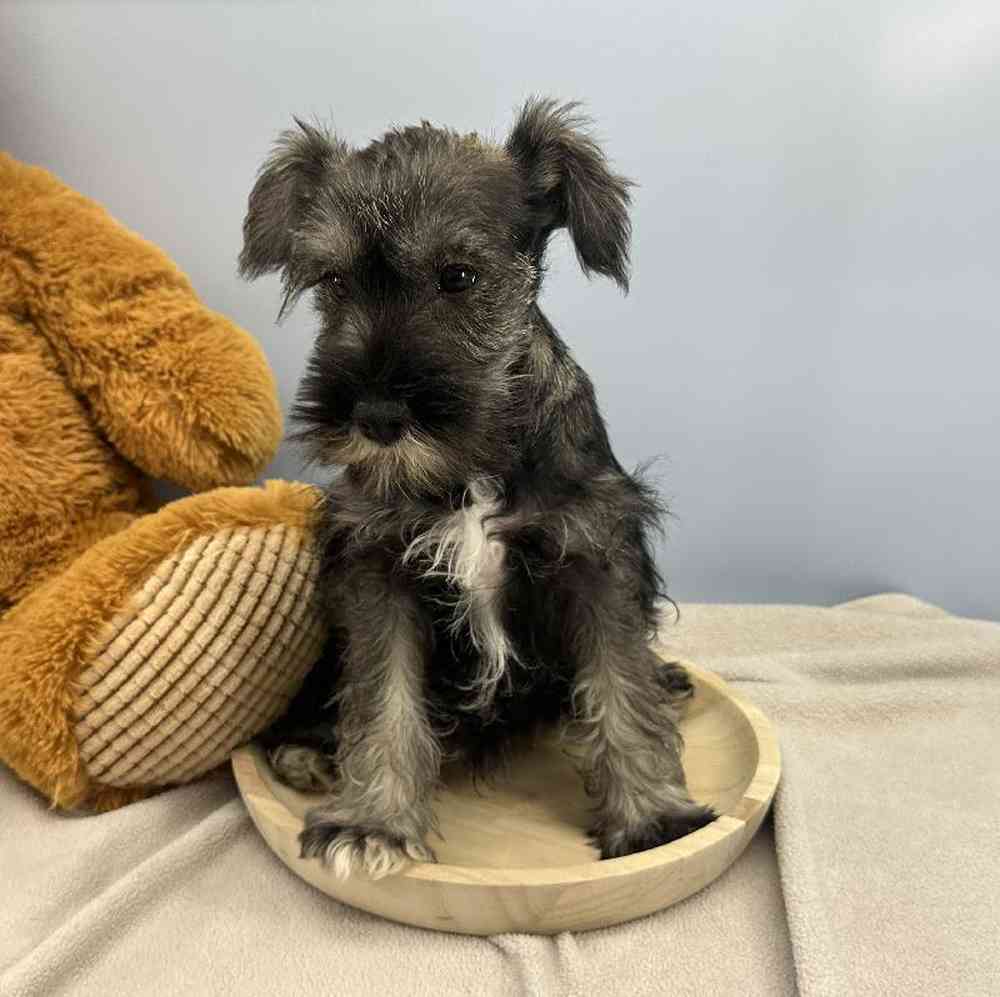 Male Mini Schnauzer Puppy for Sale in Millersburg, IN