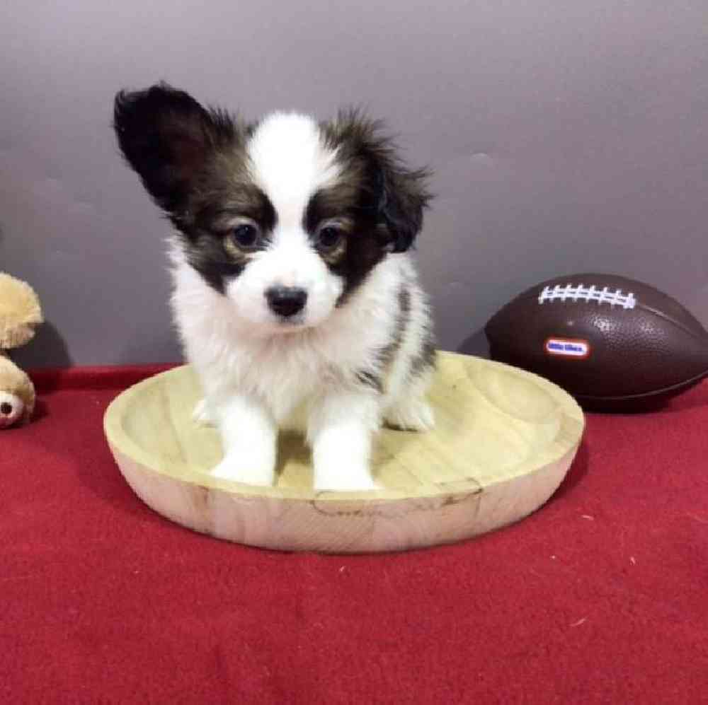 Male Papillon Puppy for Sale in Millersburg, IN