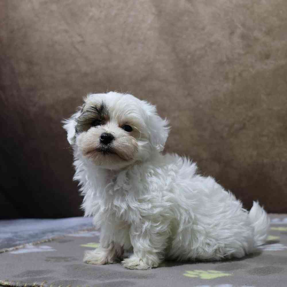 Male Maltipoo Puppy for Sale in Millersburg, IN