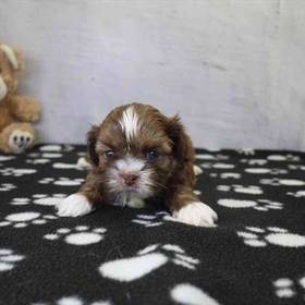 Shih Tzu