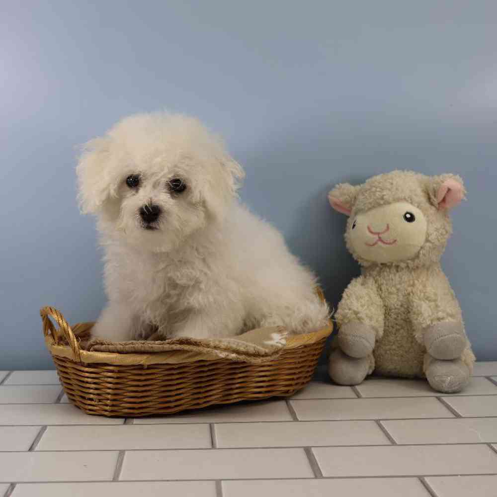 Male Bichon Puppy for Sale in Millersburg, IN