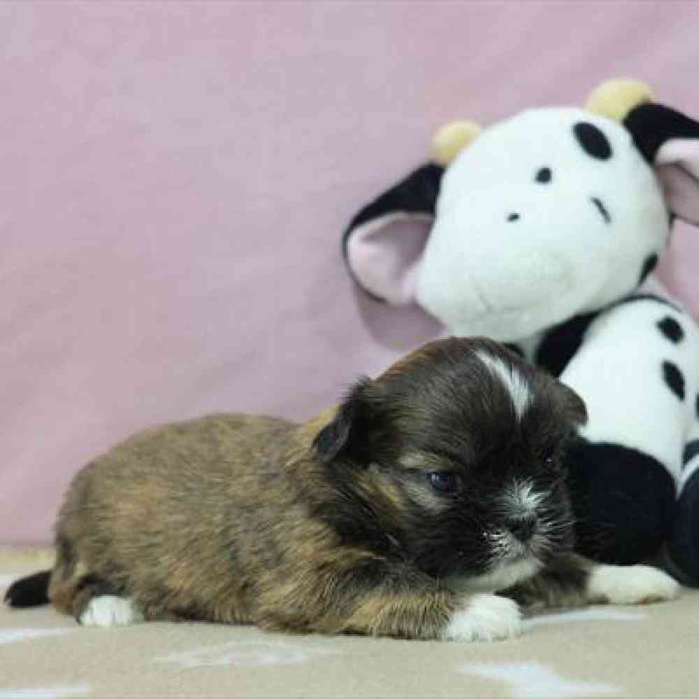 carousel pet images