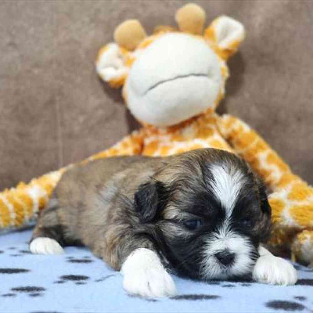 carousel pet images