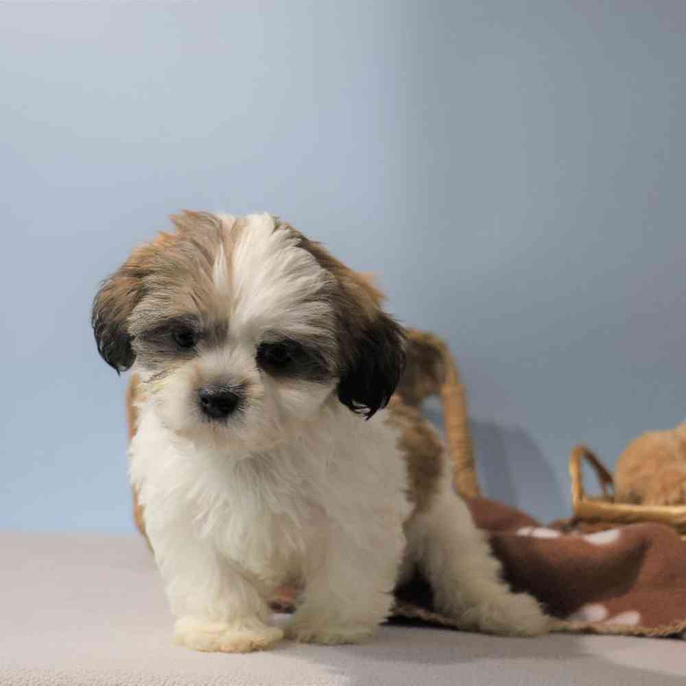 Male Shih Tzu Puppy for Sale in Millersburg, IN