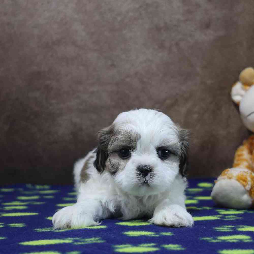 carousel pet images