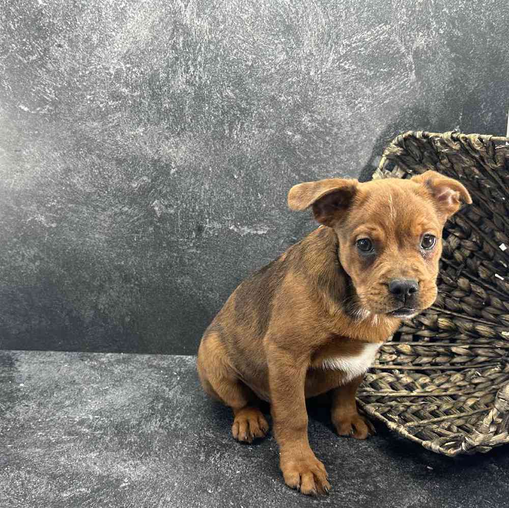 carousel pet images