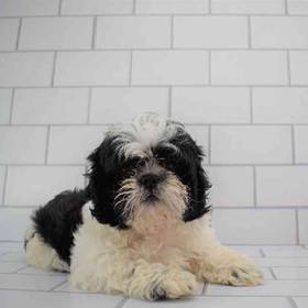 Shih Tzu