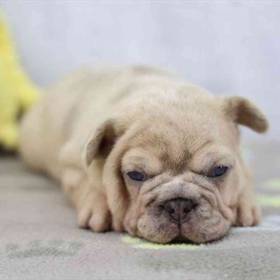 French Bulldog
