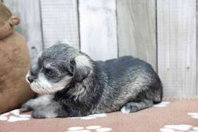 Mini Schnauzer
