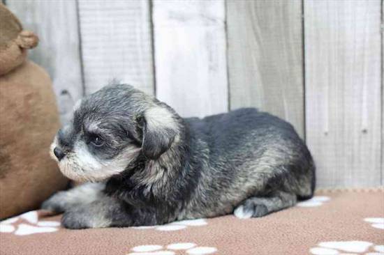 Mini Schnauzer