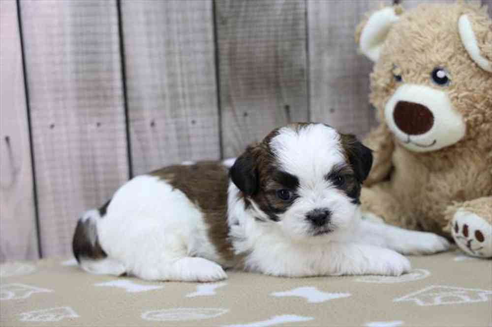 carousel pet images
