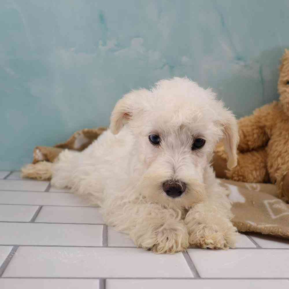 Male Schnoodle Puppy for Sale in Millersburg, IN