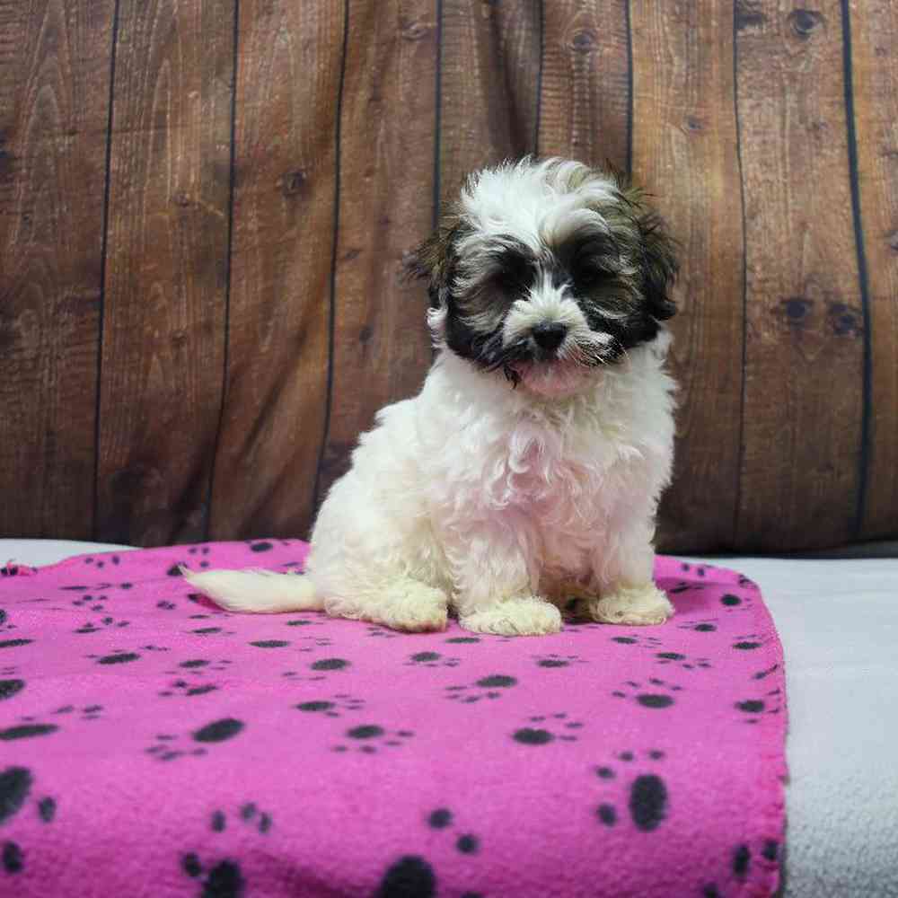 carousel pet images