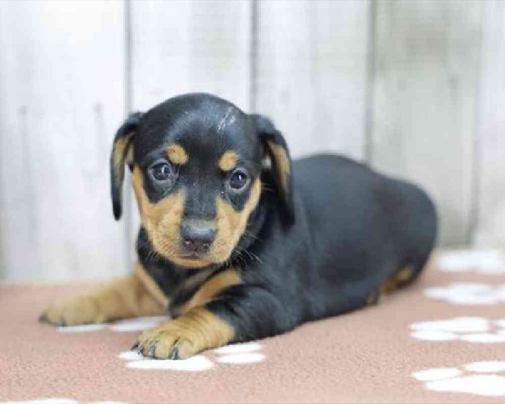 pet-img