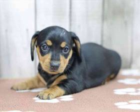 Dachshund