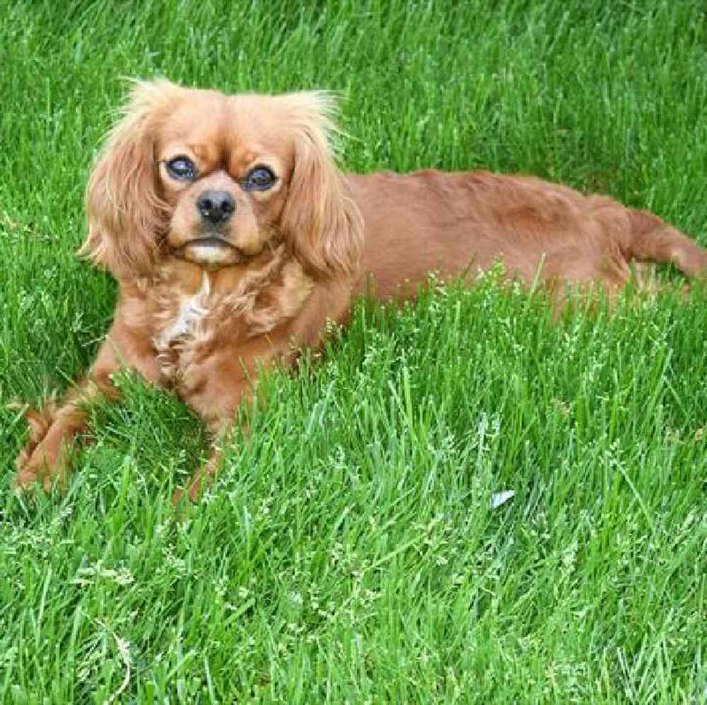 carousel pet images