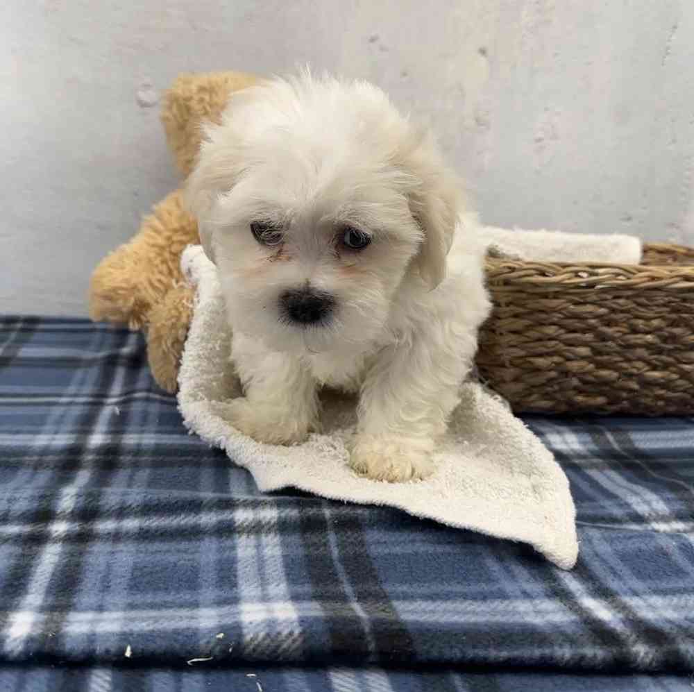 Male Shichon Puppy for Sale in Millersburg, IN