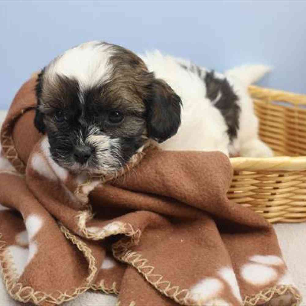 carousel pet images