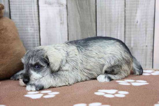 Mini Schnauzer