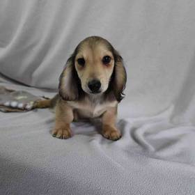 Dachshund