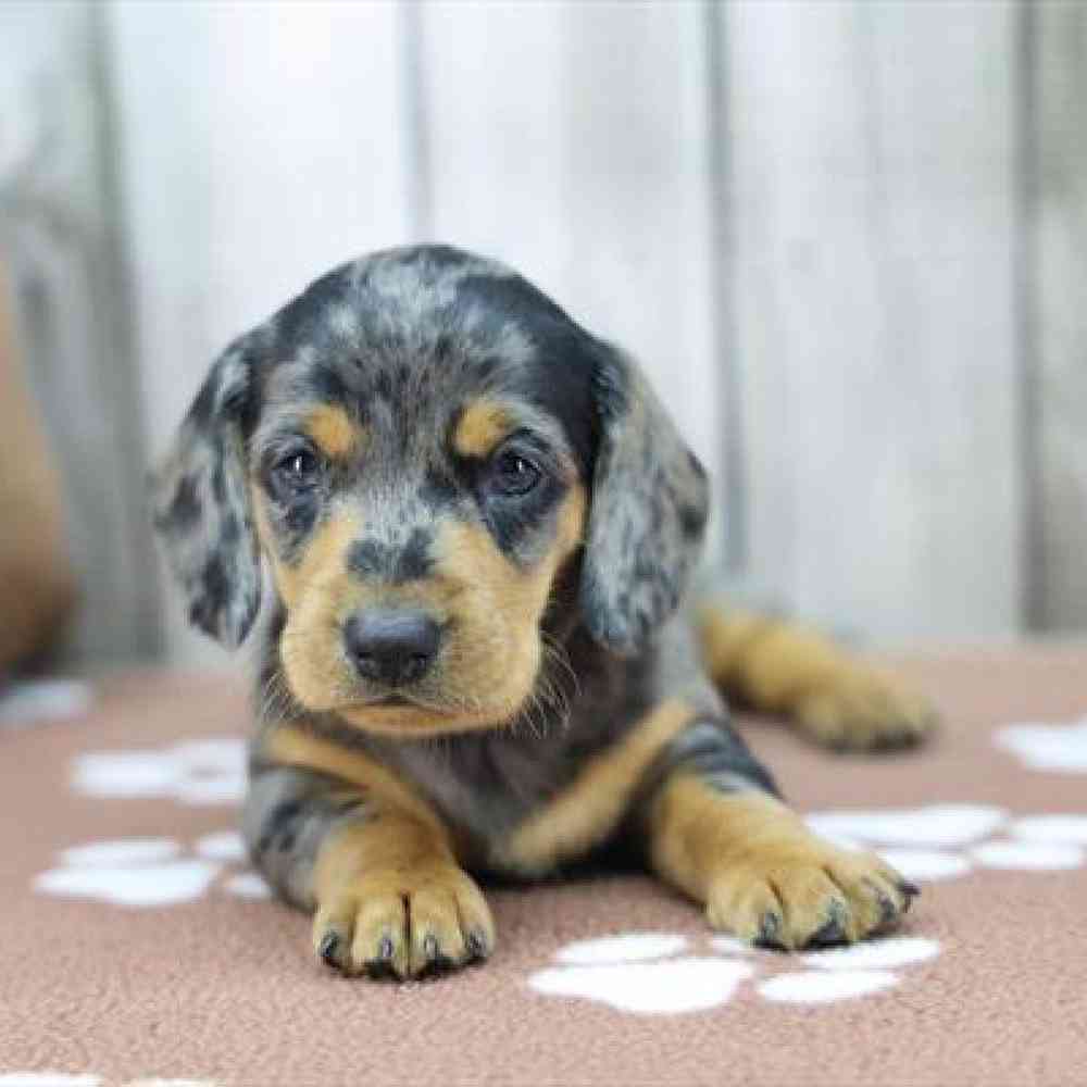 pet-img