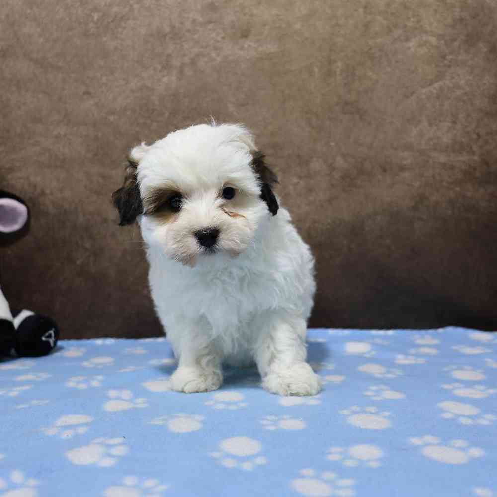 Male Maltipoo Puppy for Sale in Millersburg, IN