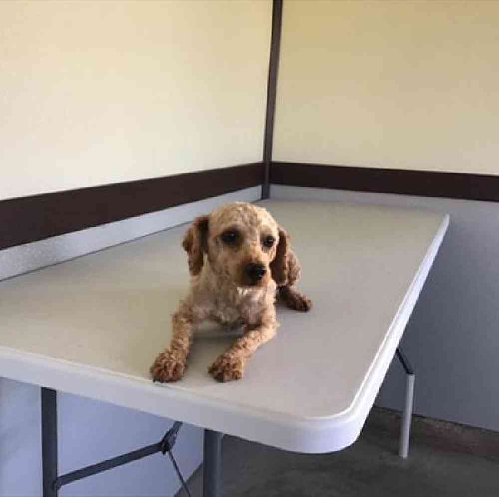 Male Mini Poodle Puppy for Sale in Millersburg, IN