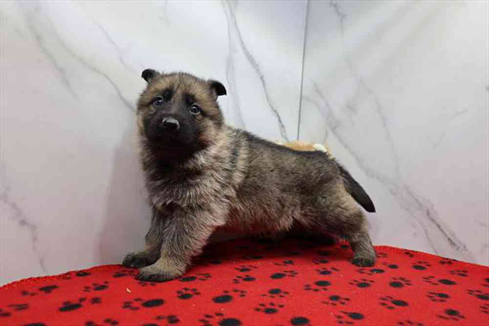carousel pet images