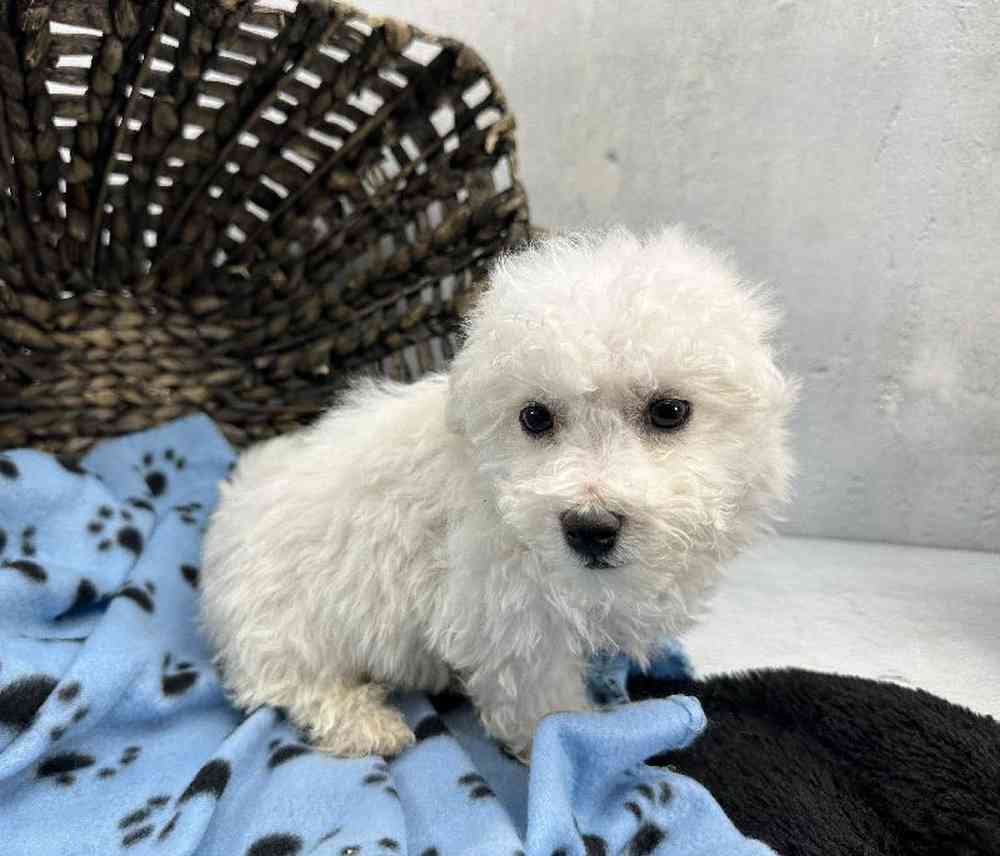 Male Bichon Puppy for Sale in Millersburg, IN