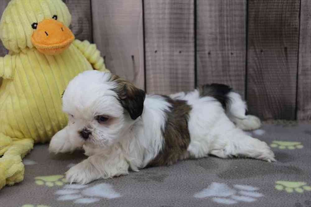 carousel pet images
