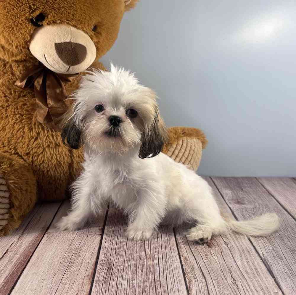 carousel pet images