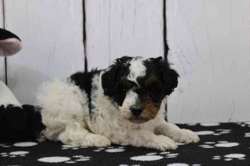 carousel pet images