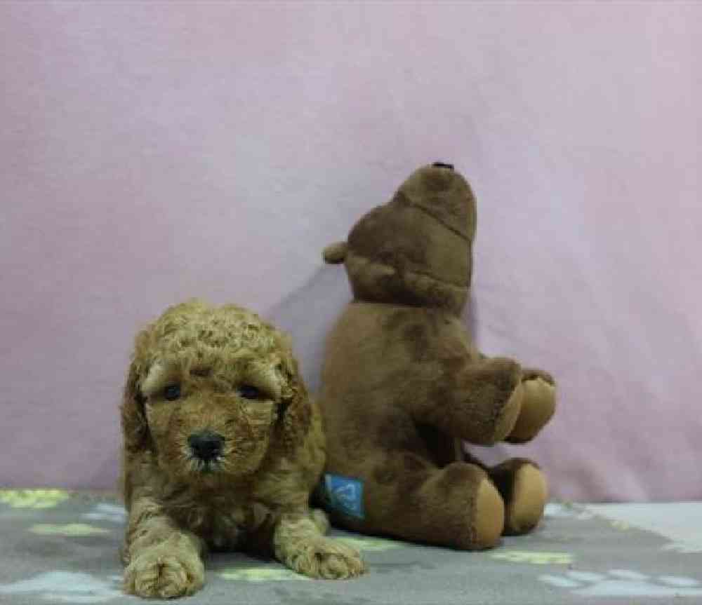 carousel pet images