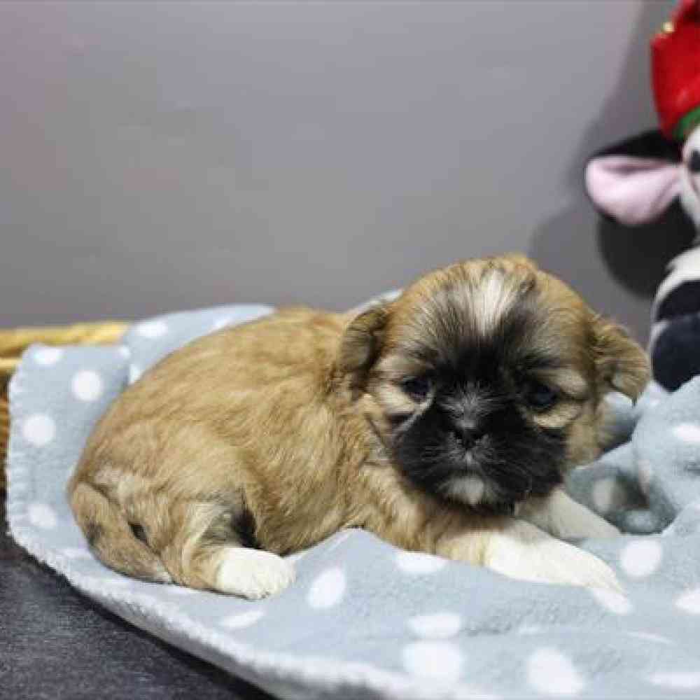 carousel pet images