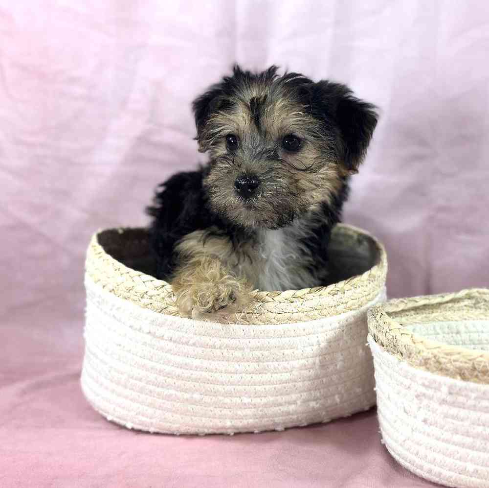 Female Yochon Puppy for Sale in Millersburg, IN