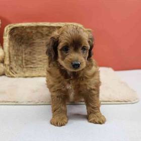 Doxiepoo