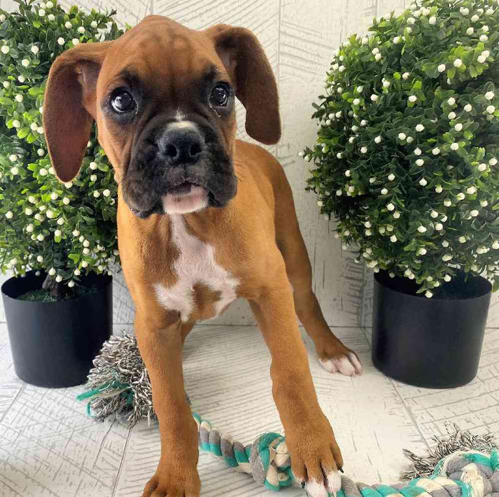 carousel pet images