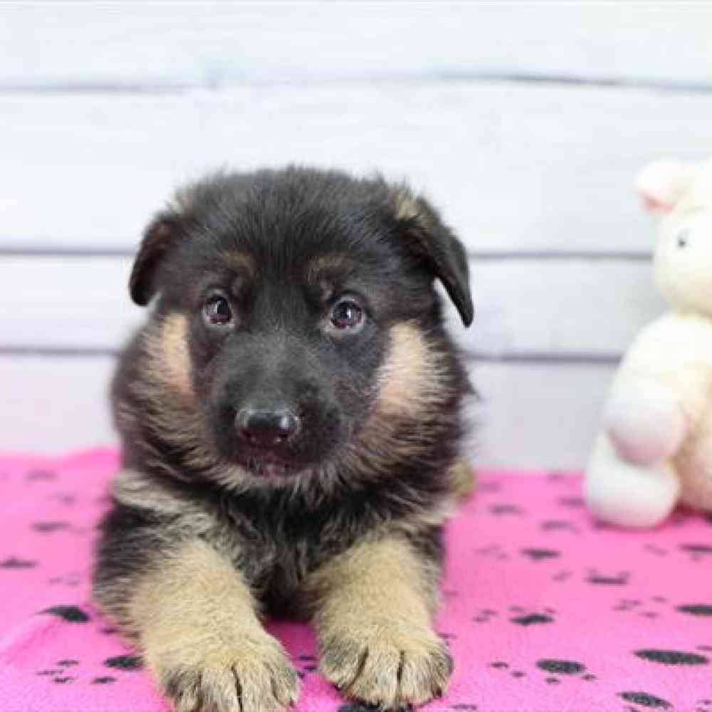Image of a pet breed in the gallery