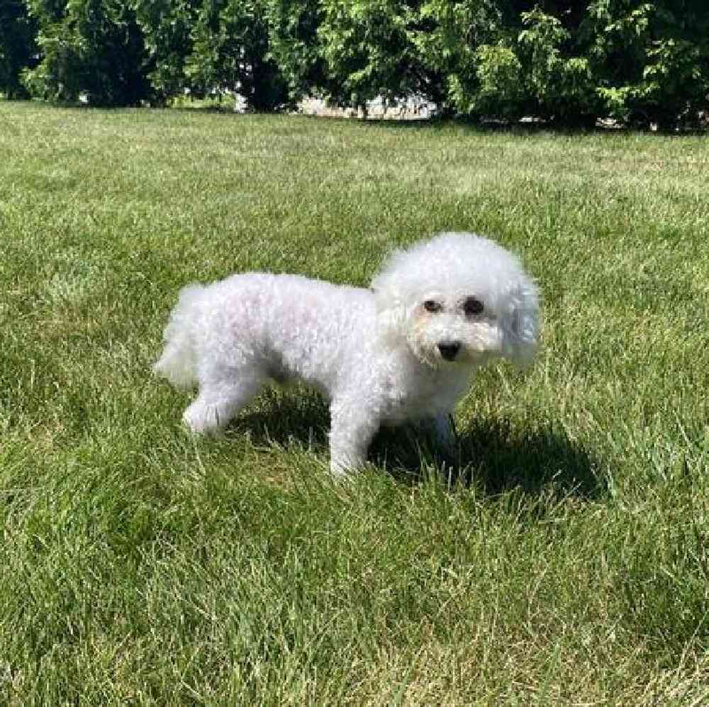 Male Bichon Puppy for Sale in Millersburg, IN