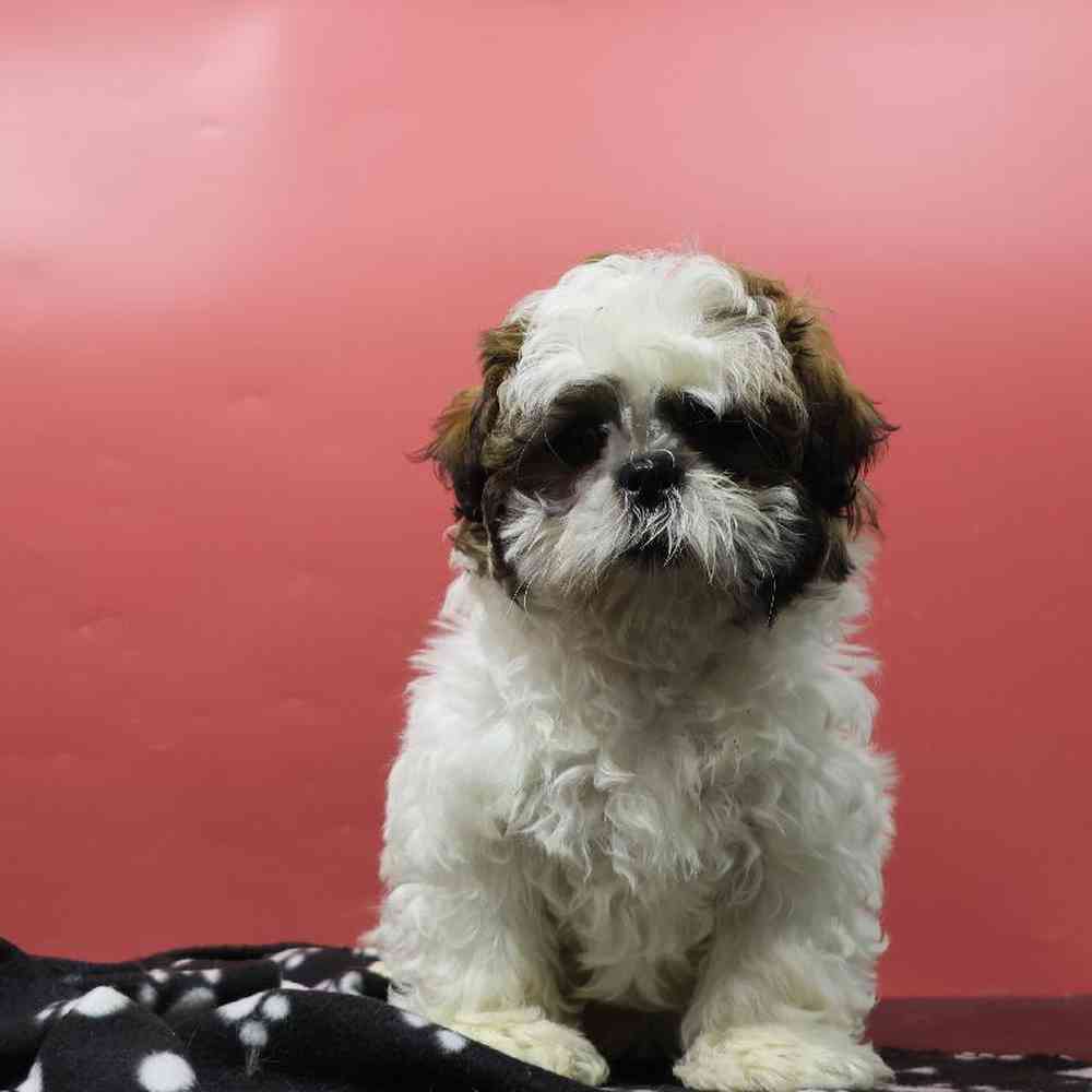 carousel pet images